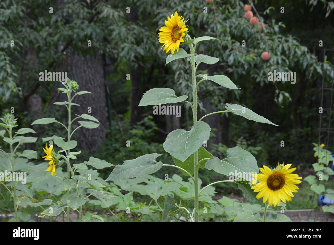 Yellow sunflowers in a garden Stock Photo