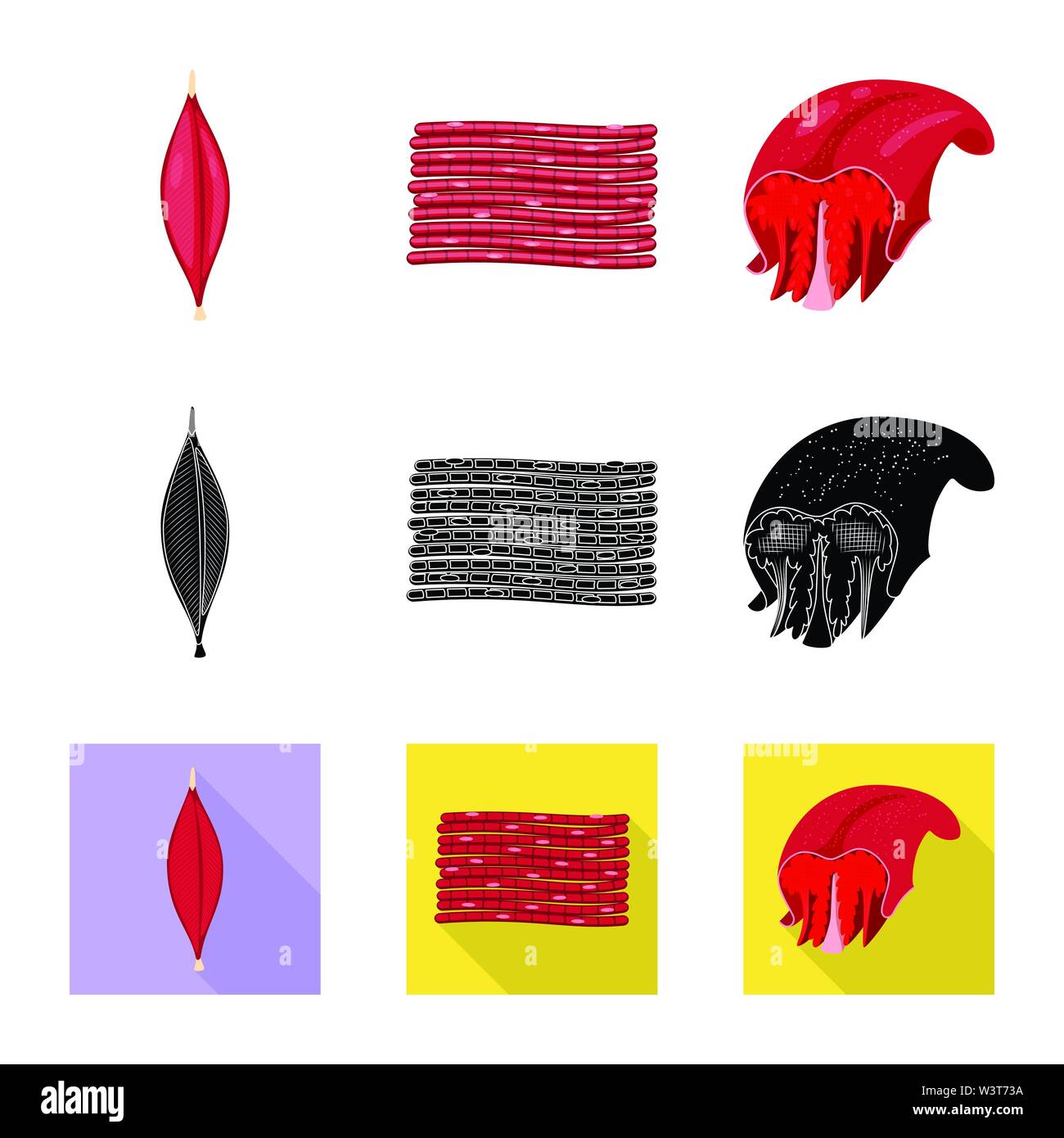 Vector illustration of fiber and muscular icon. Set of fiber and body ...