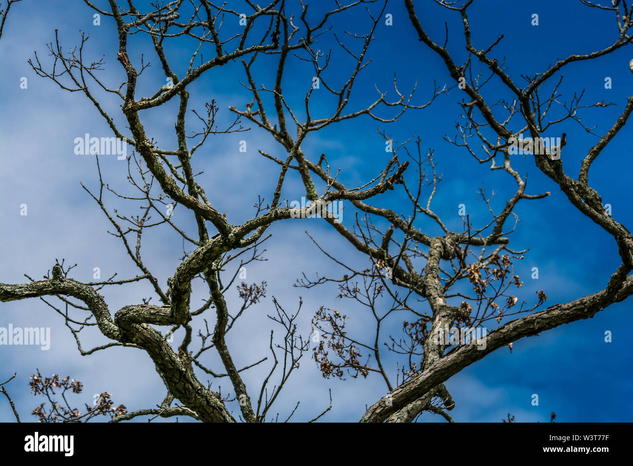 Dry tree branches against blue sky background Stock Photo