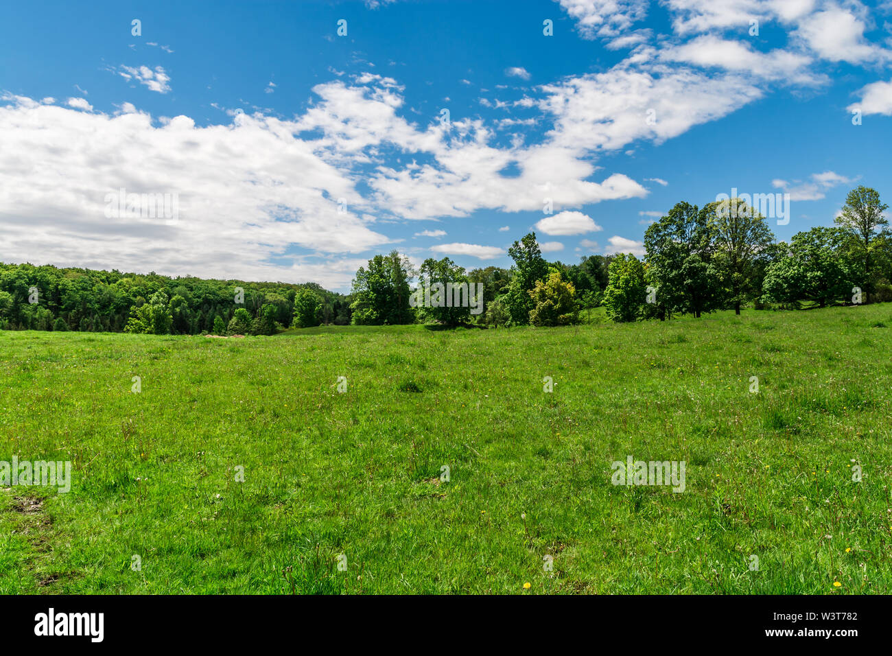 Nature preserve area showing green grass field with green trees on a hot summer sunny day with blue sky and white clouds Stock Photo