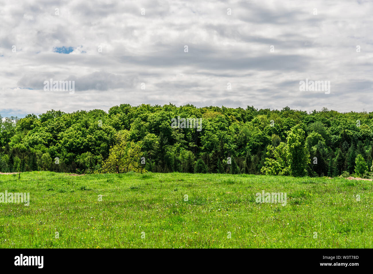 Nature preserve area showing green grass field with green trees on a hot summer sunny day with blue sky and white clouds Stock Photo