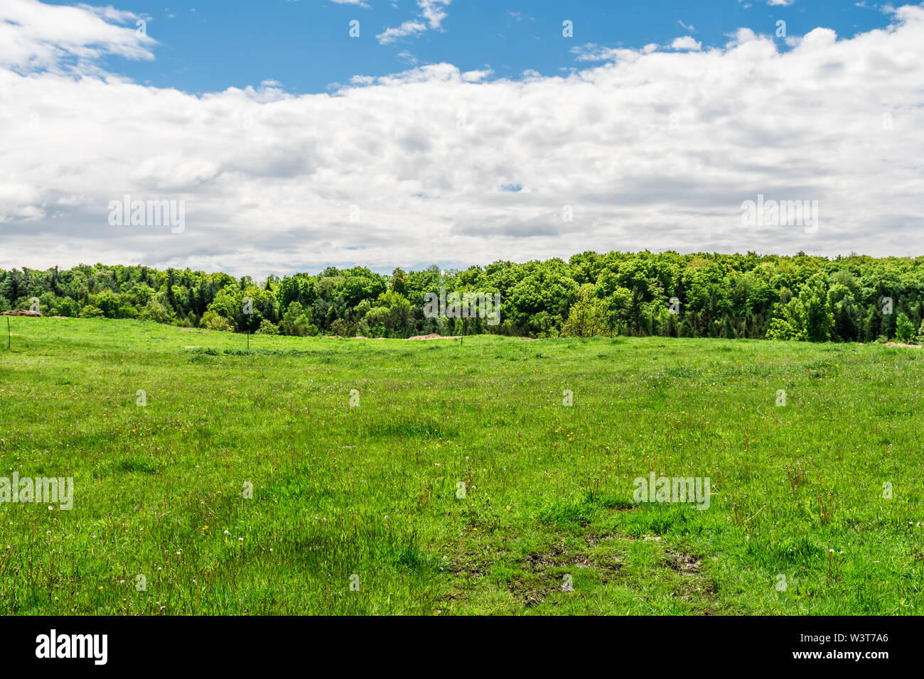 Nature preserve area showing green grass field with green trees on a hot summer sunny day with blue sky and white clouds Stock Photo