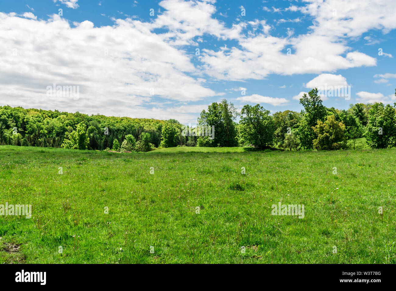 Nature preserve area showing green grass field with green trees on a hot summer sunny day with blue sky and white clouds Stock Photo