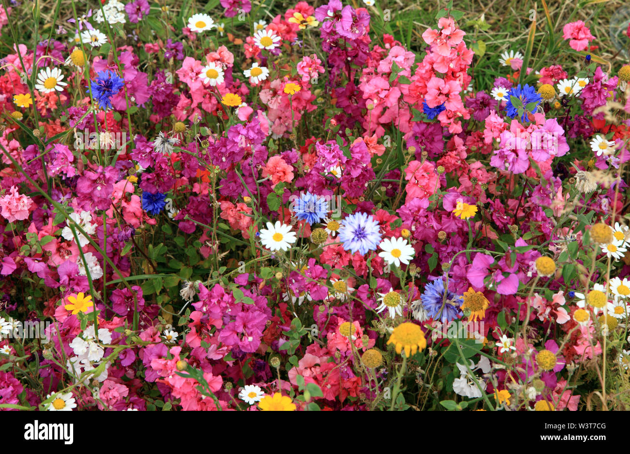 Colourful garden border hi-res stock photography and images - Alamy
