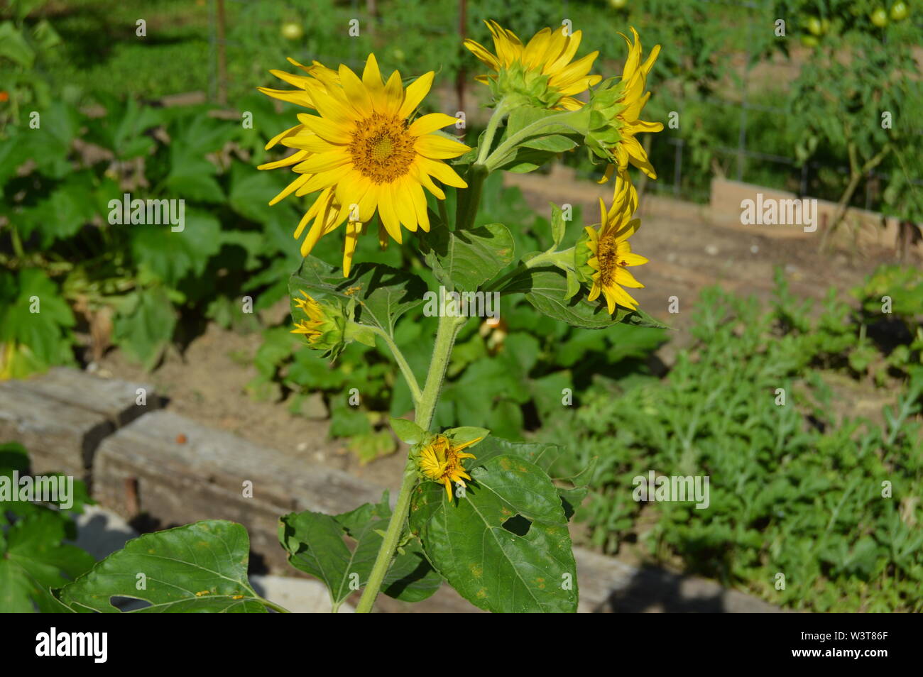Yellow multi-head sunflower in garden Stock Photo