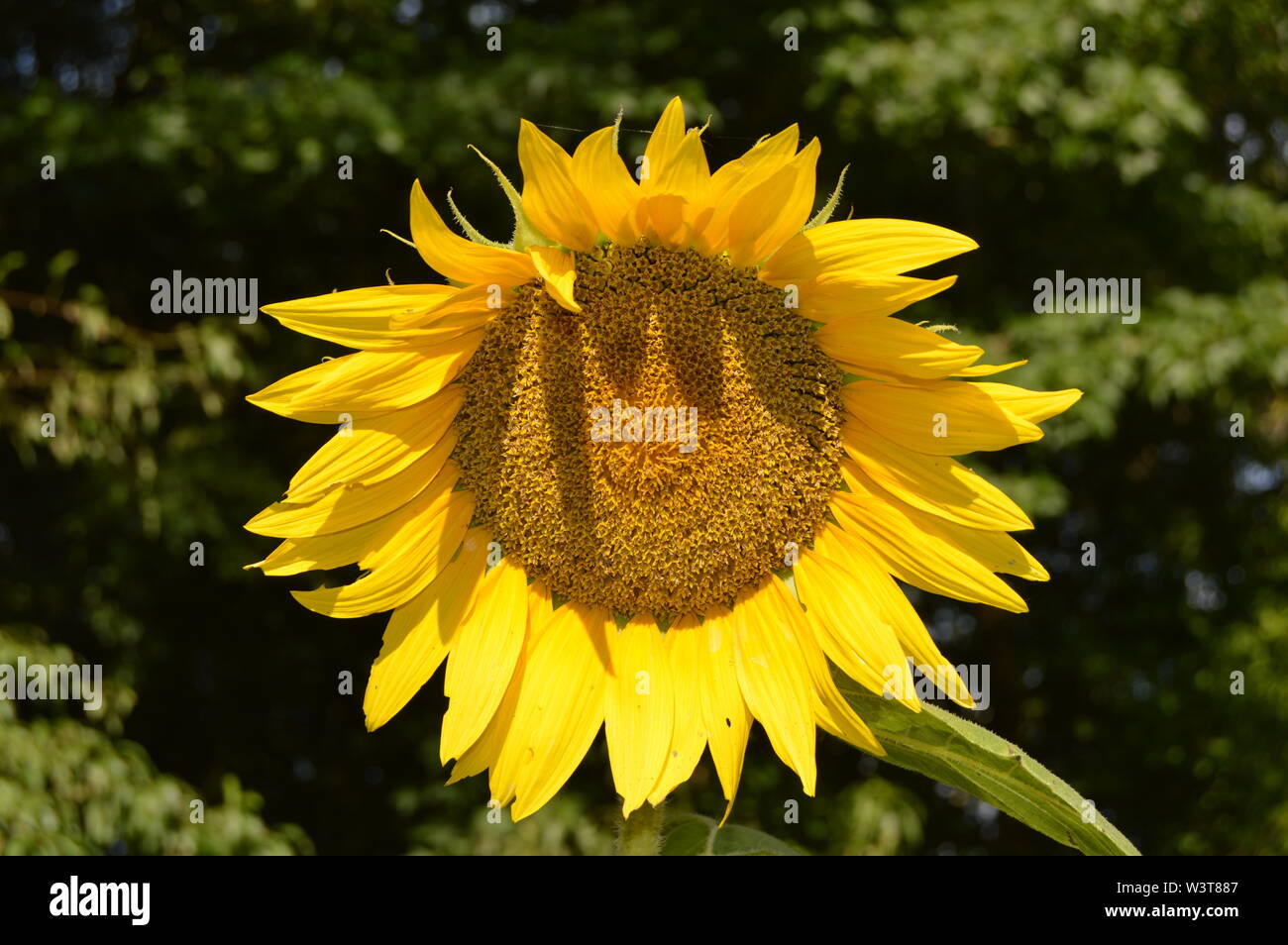 Sunflower with leaves hires stock photography and images Alamy