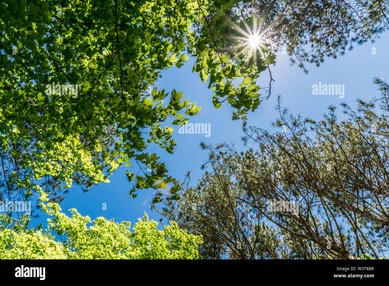 Beautiful summer tree canopy with blue sky and sun burst Stock Photo