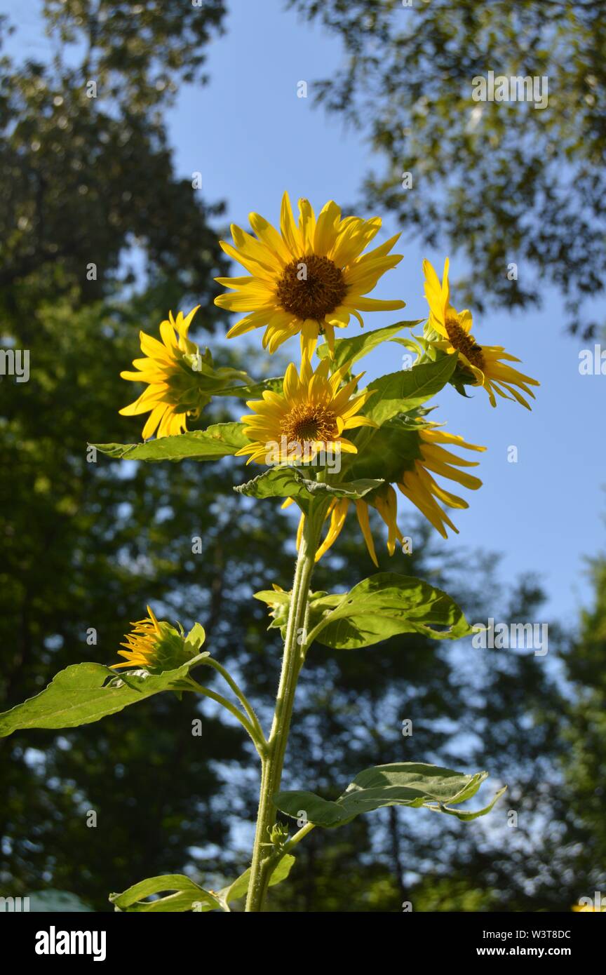 Yellow multi-head sunflower Stock Photo