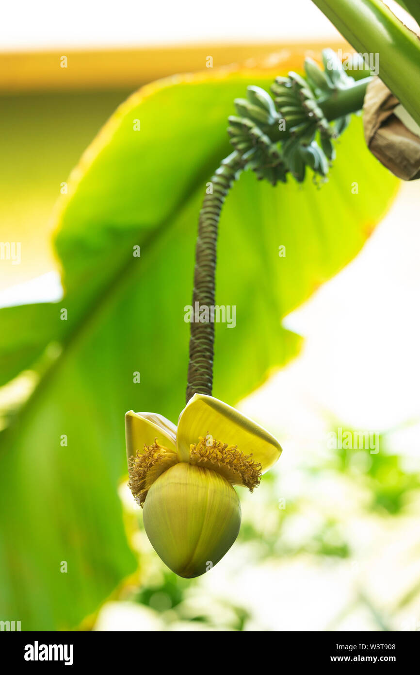 The flower of Musa basjoo, known as Japanese banana, Japanese fiber