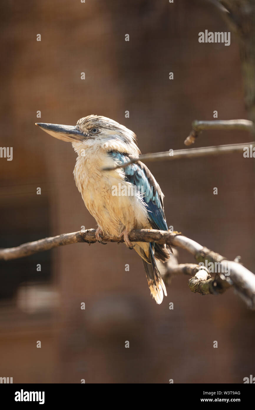 A blue-winged kookaburra (Dacelo leachii), a large kingfisher native to northern Australia and southern New Guinea, perched on a tree branch. Stock Photo