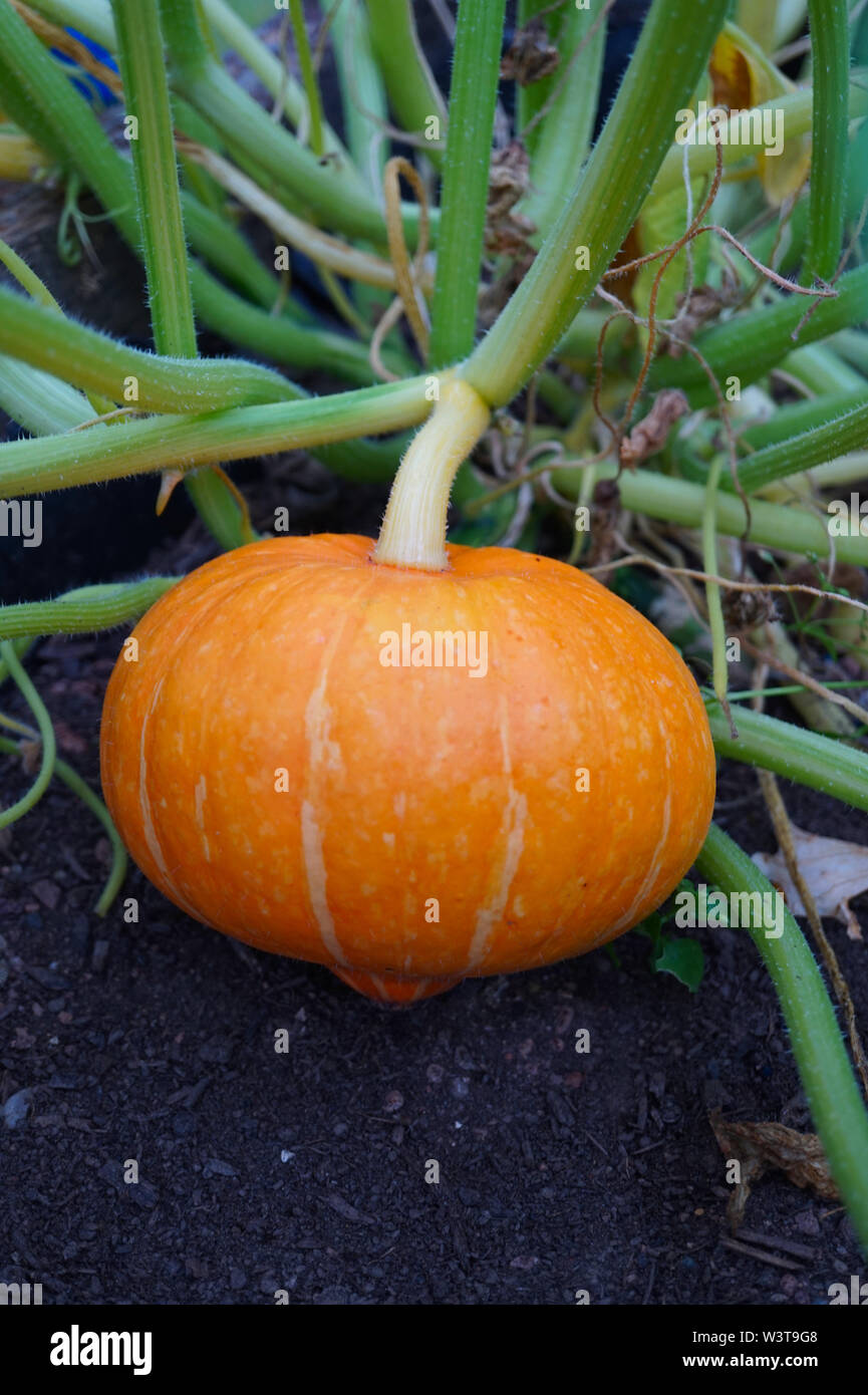 Pumpkin hokaido grow in the garden - autumn harvest Stock Photo - Alamy