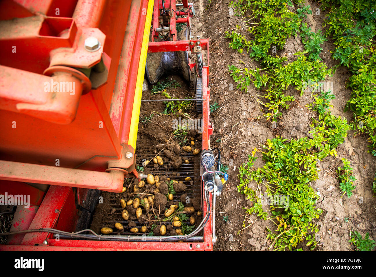 Potato harvest near Ehekirchen, Germany Stock Photo
