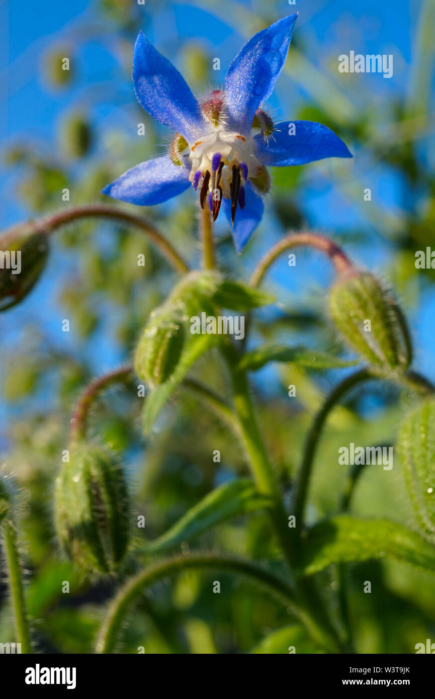 Borretsch - borage - starflower. One blossom and several closed buds in the background. Stock Photo