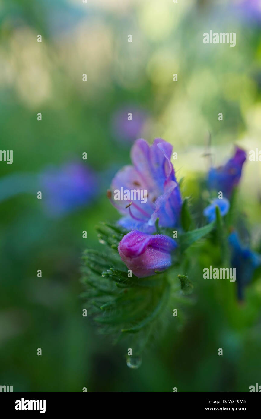 Blue wild flower hi-res stock photography and images - Alamy