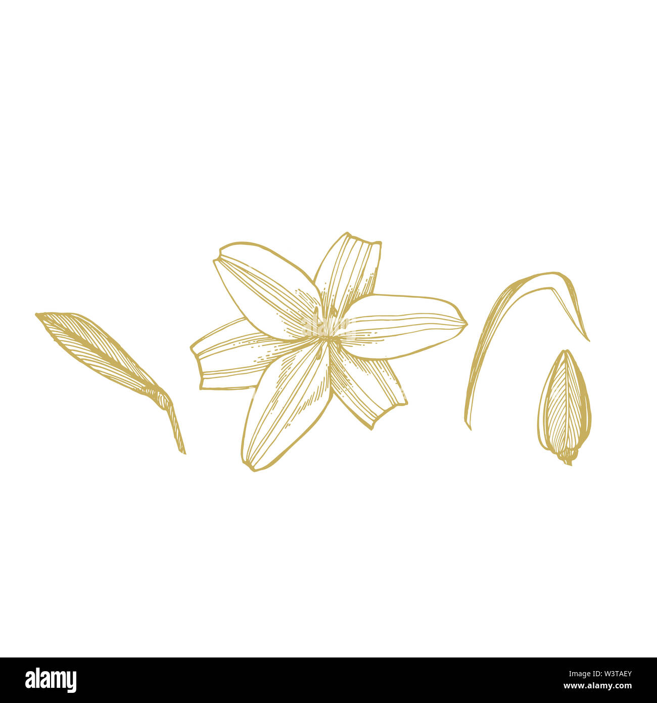 Lilies of the field sketch hi-res stock photography and images - Alamy