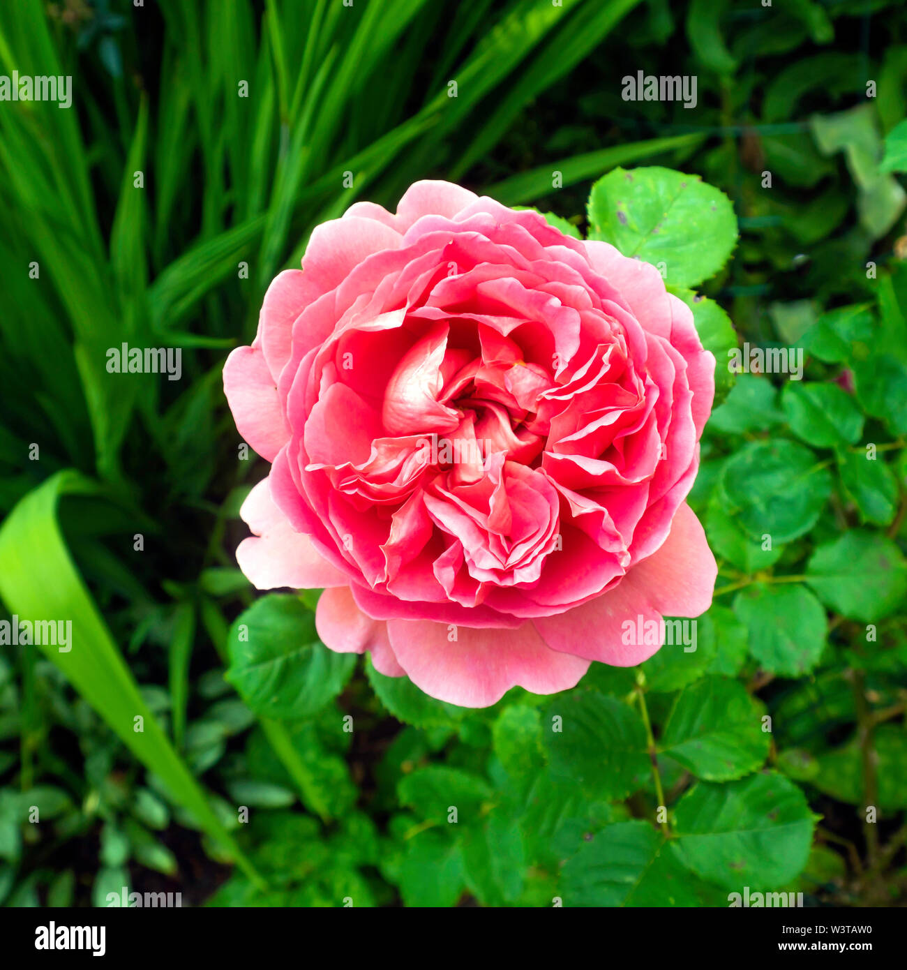 A single bloom of  Rose species Rosa Princess Alexandra of Kent in full bloom in July in a garden centre in North Yorkshire Stock Photo