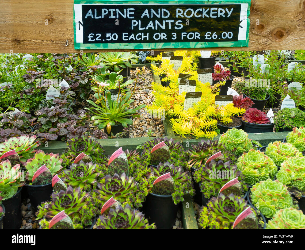 Alpine and Rockery  plants for sale in a North Yorkshire garden centre in summer Stock Photo