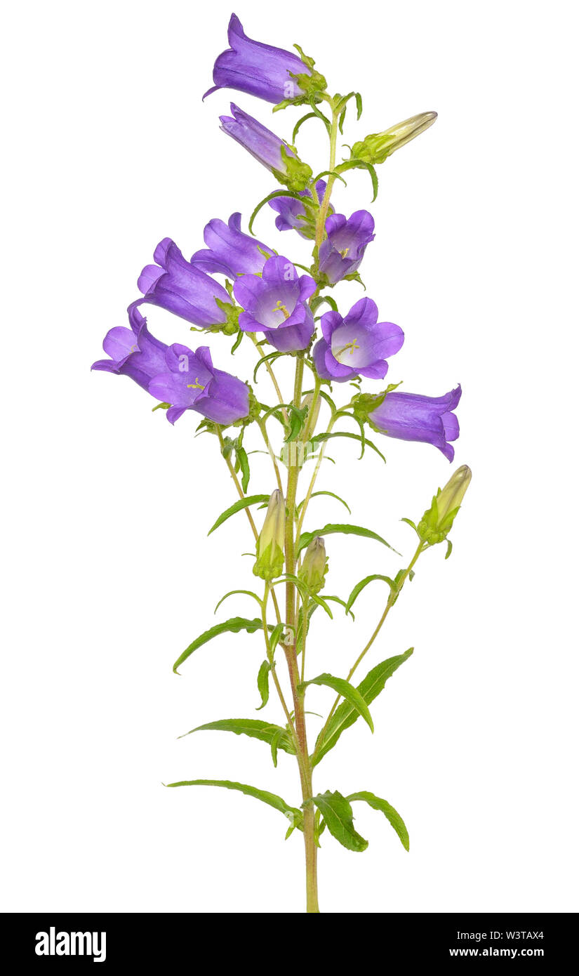 Campanula flower isolated on a white background Stock Photo