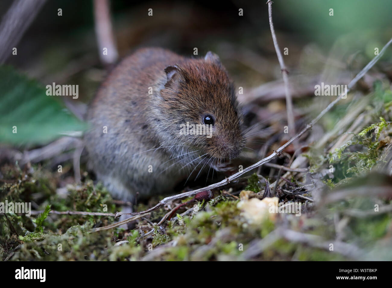 Smallest uk vole hi-res stock photography and images - Alamy