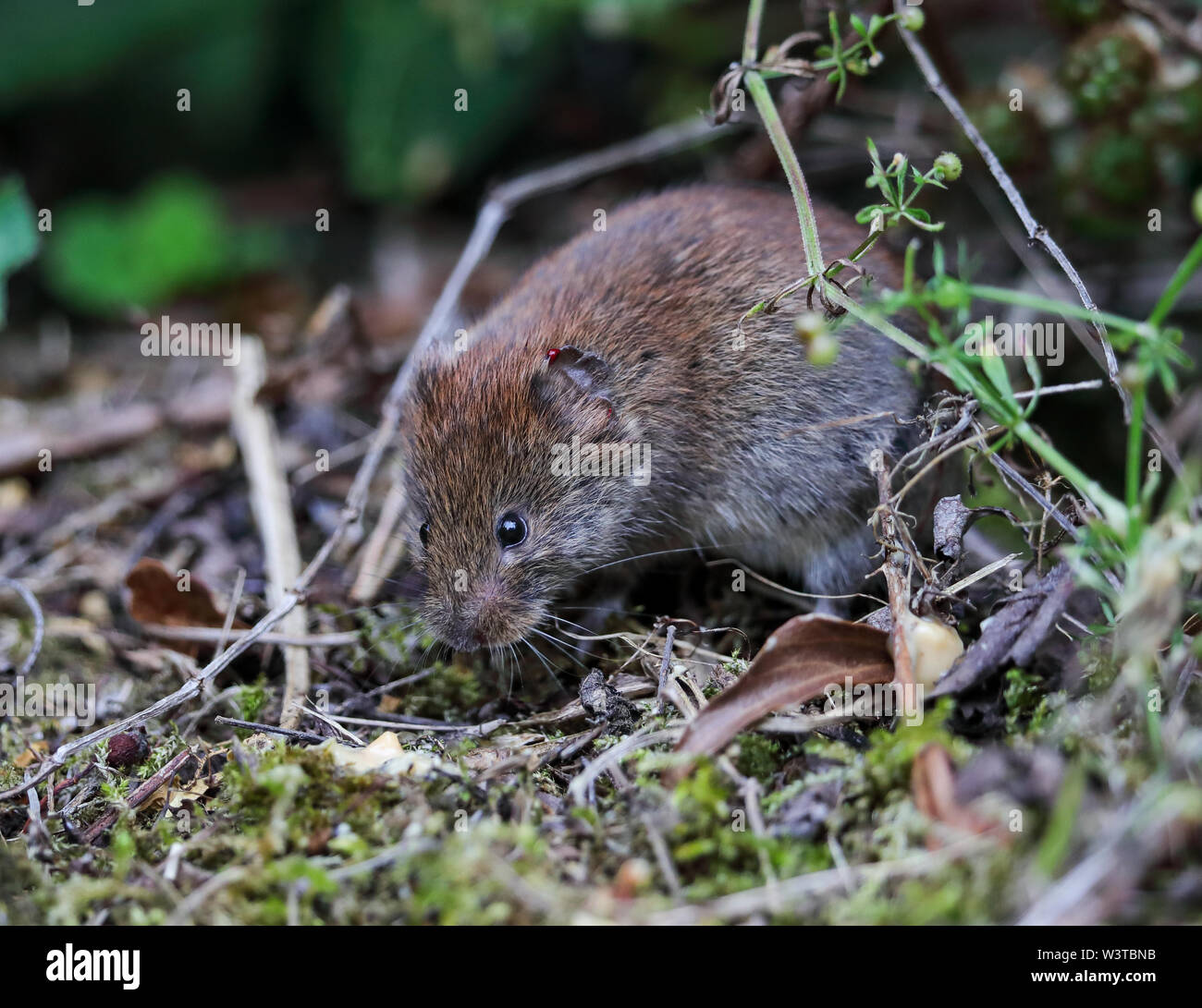 Vole mammal wildlife small tiny furry hi-res stock photography and ...