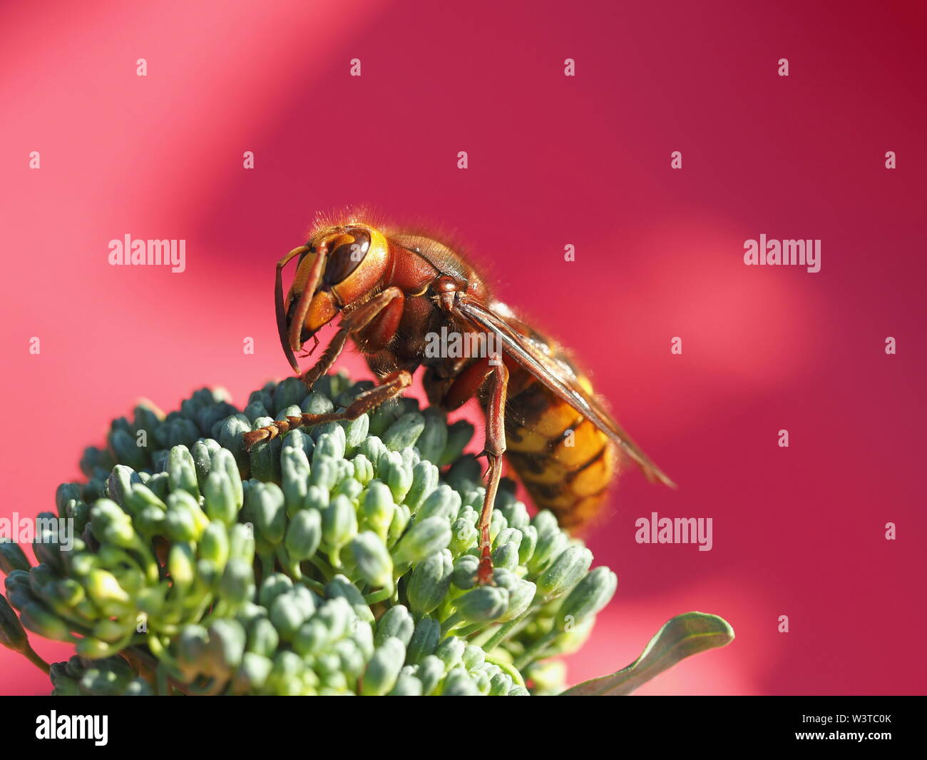 Hornets, waking up from hibernation Stock Photo - Alamy