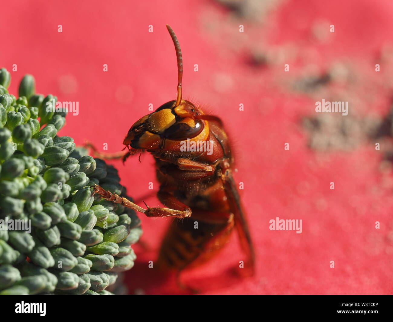 Hornets, waking up from hibernation Stock Photo - Alamy