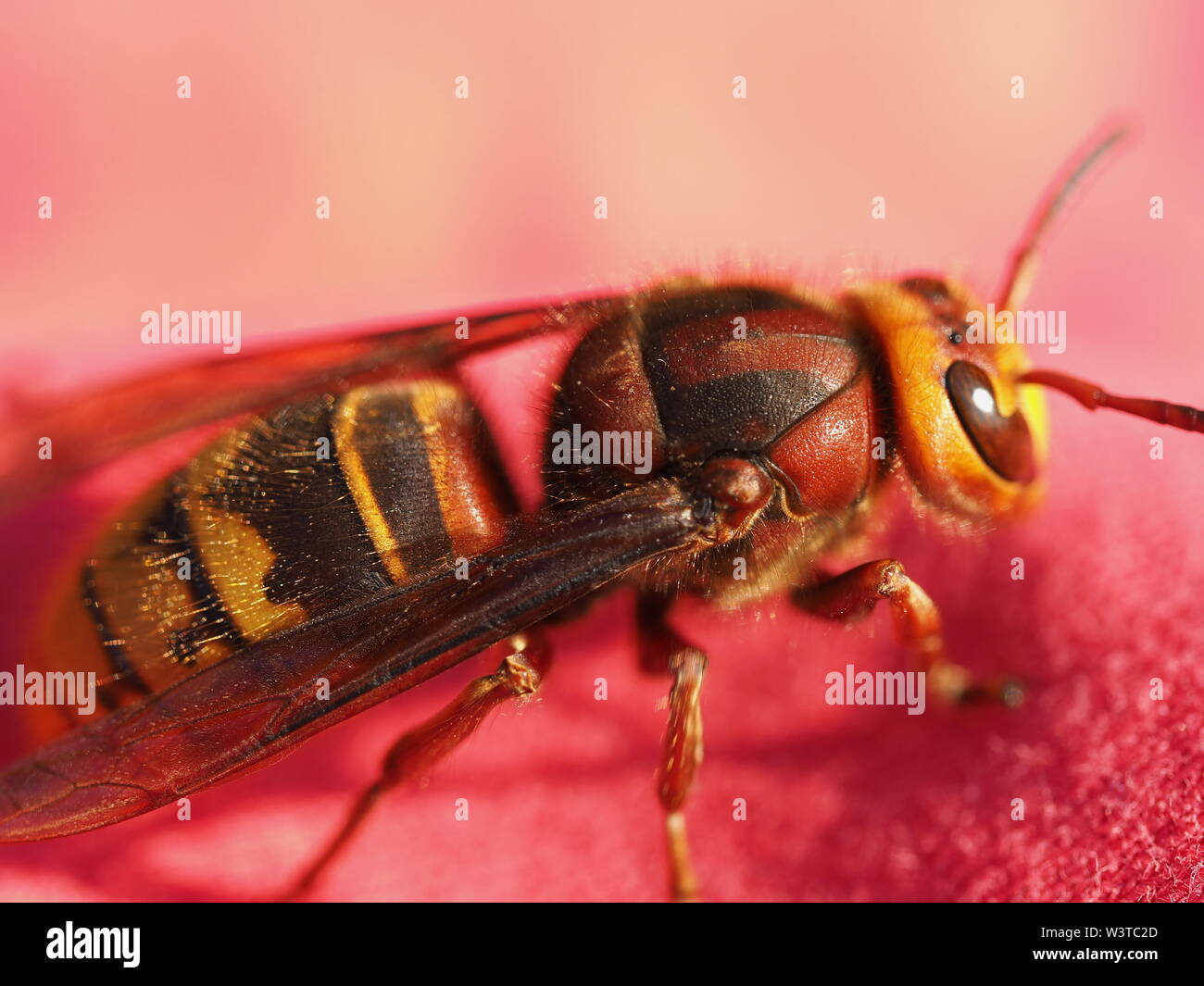 Hornets, waking up from hibernation Stock Photo - Alamy
