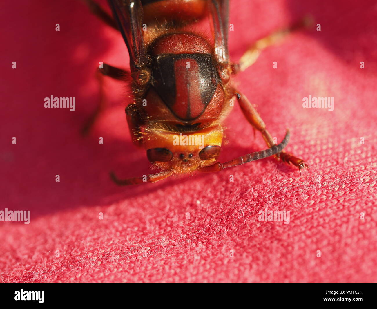 Hornets, waking up from hibernation Stock Photo - Alamy