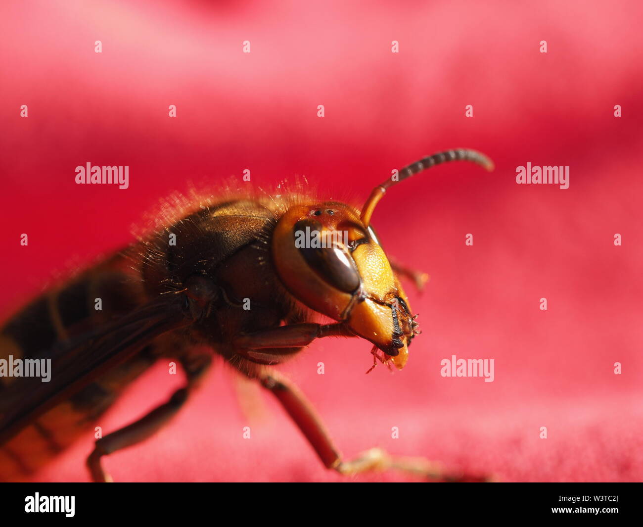 Hornets, waking up from hibernation Stock Photo - Alamy