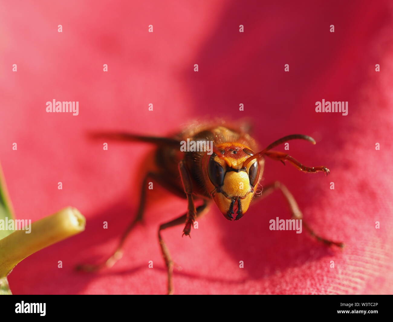 Hornets, waking up from hibernation Stock Photo - Alamy