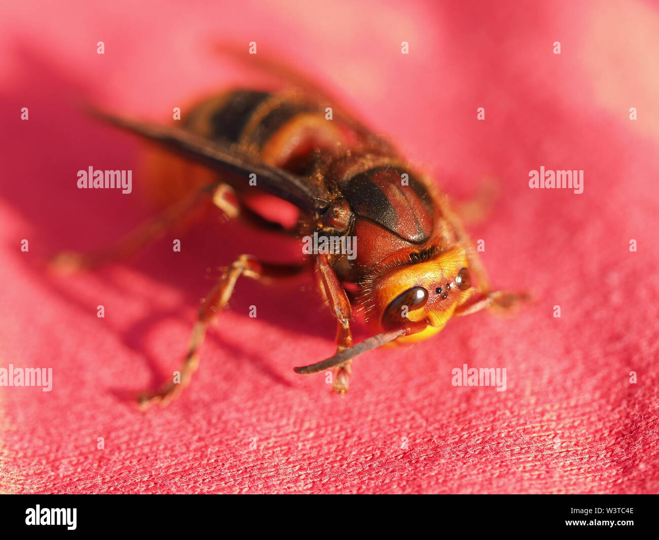 Hornets, waking up from hibernation Stock Photo - Alamy