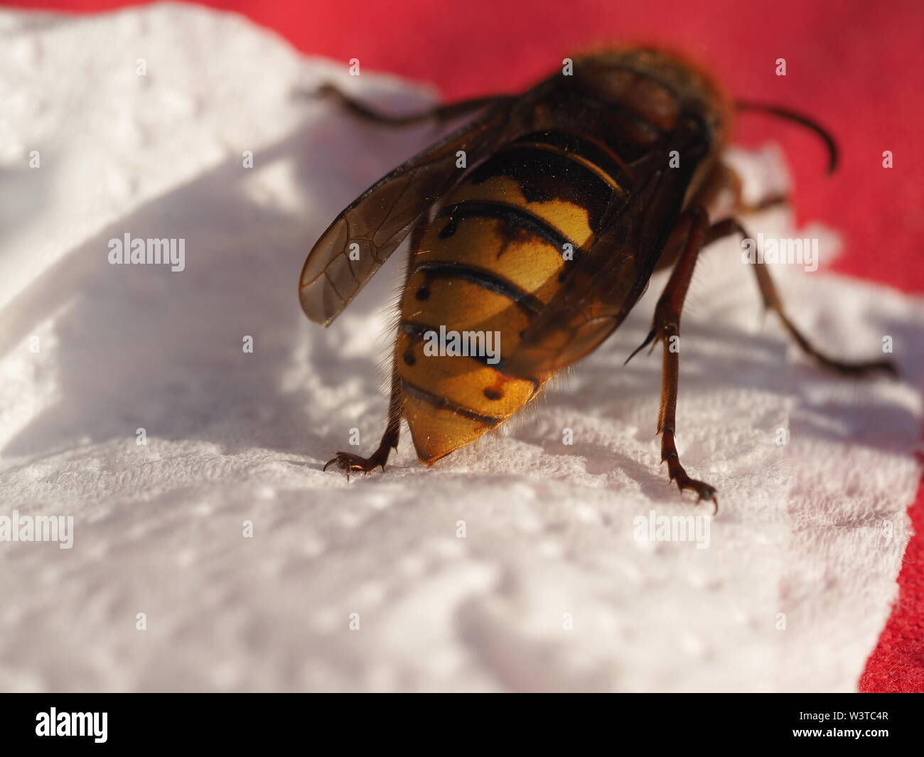 Hornets, waking up from hibernation Stock Photo - Alamy