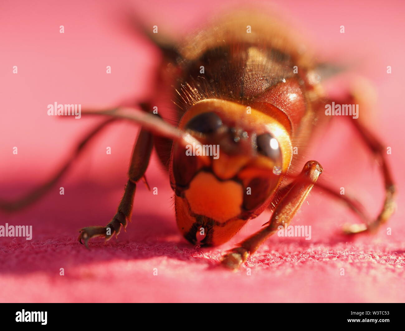 Hornets, waking up from hibernation Stock Photo - Alamy