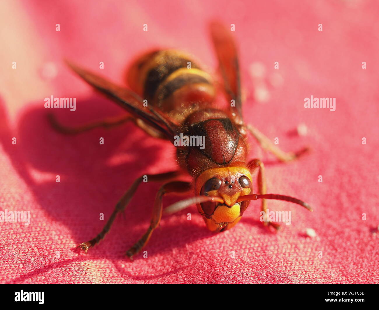 Hornets, waking up from hibernation Stock Photo - Alamy