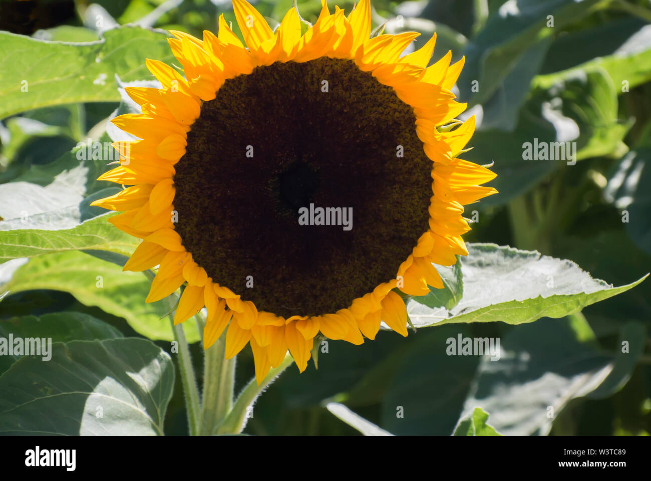 Close up sunflower growing in hi-res stock photography and images - Alamy