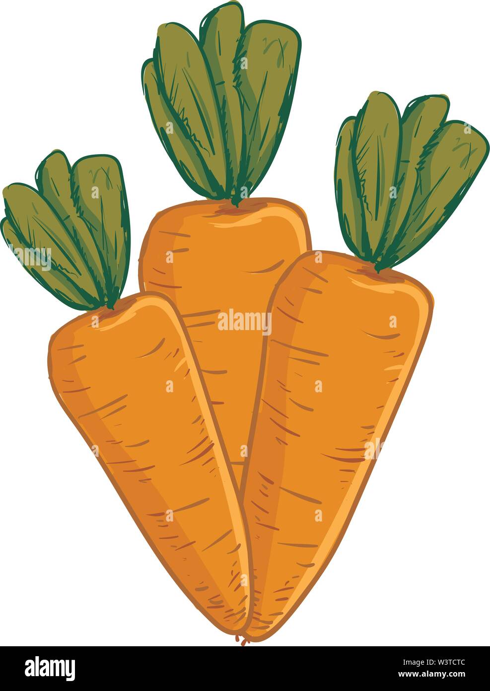 A fresh bunch of 3 carrots, vector, color drawing or illustration Stock ...