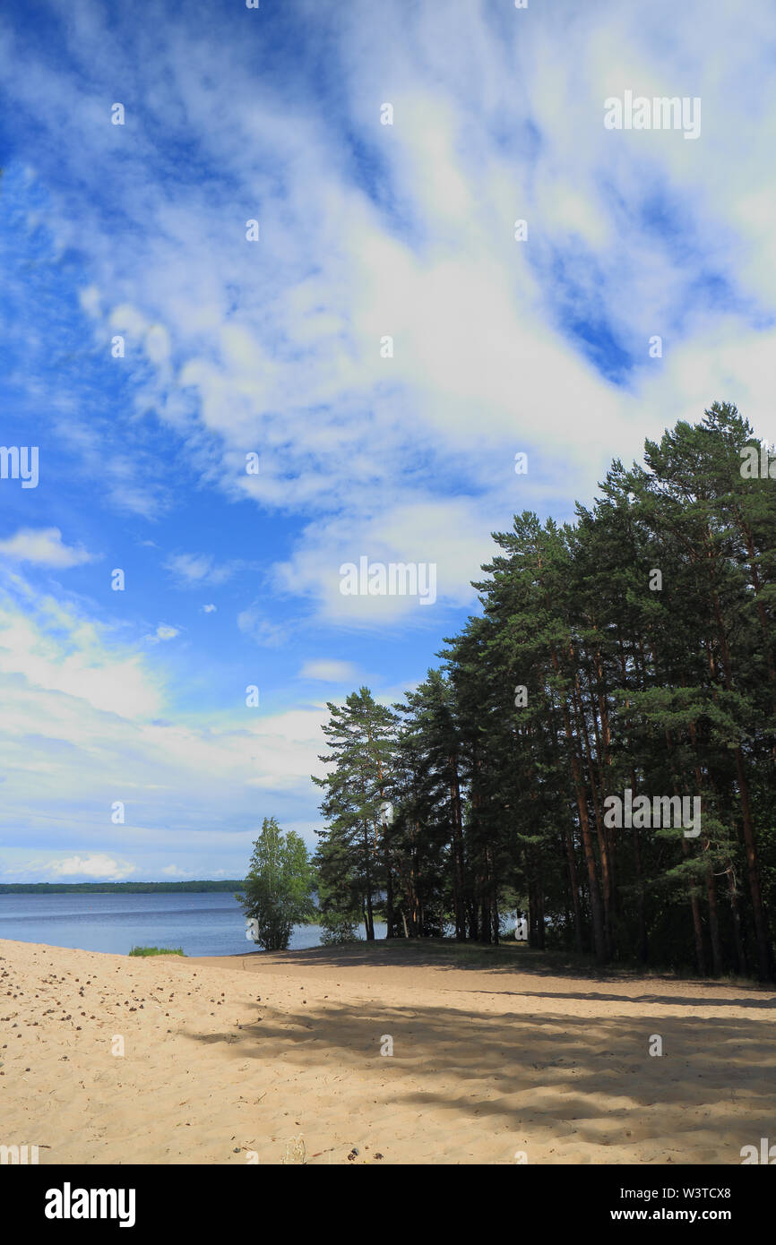 landscape pine trees on the shore of a forest lake Stock Photo - Alamy