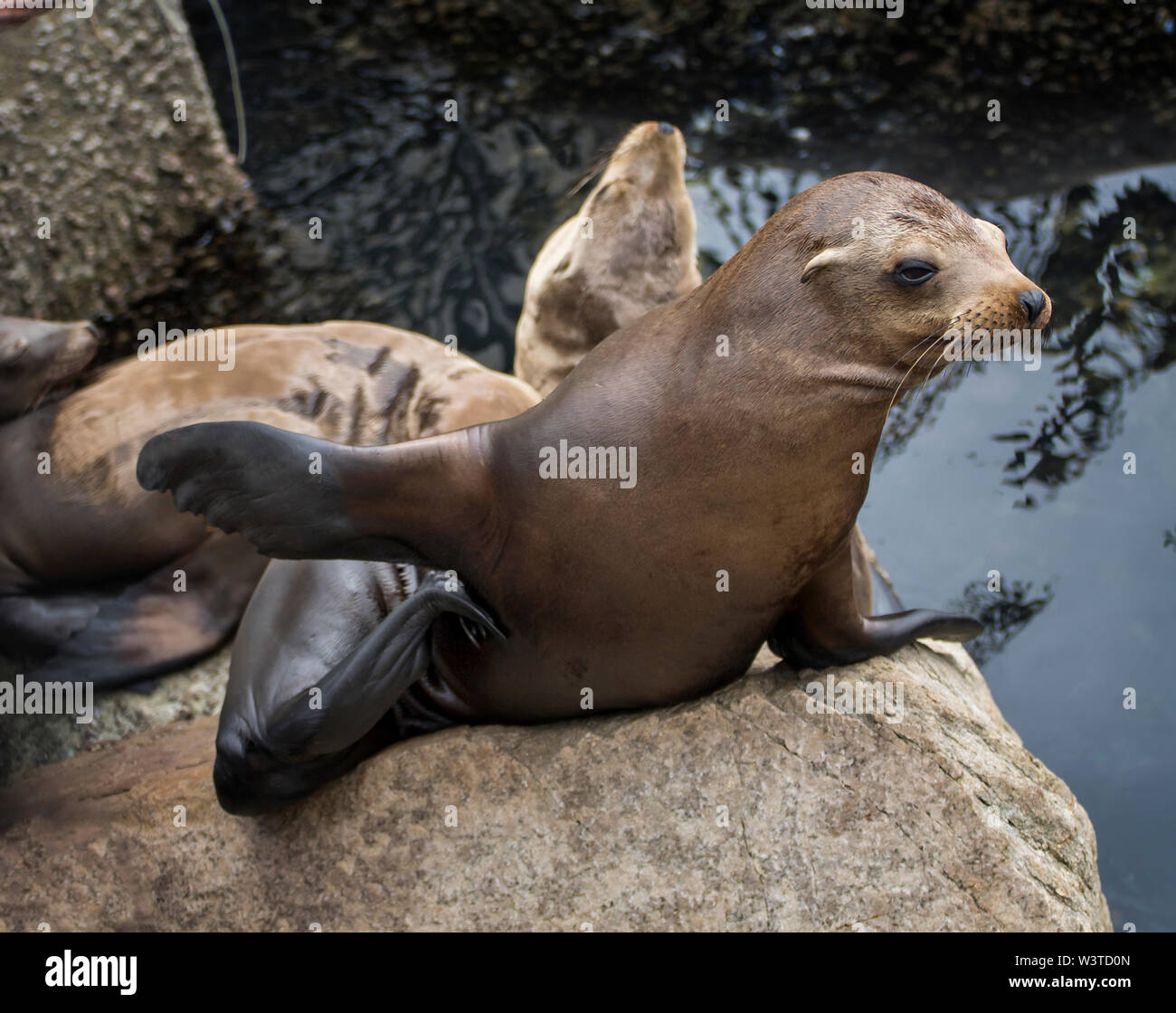 Cute young sea lion on rock scratches with back flipper in Monterey, California. Stock Photo