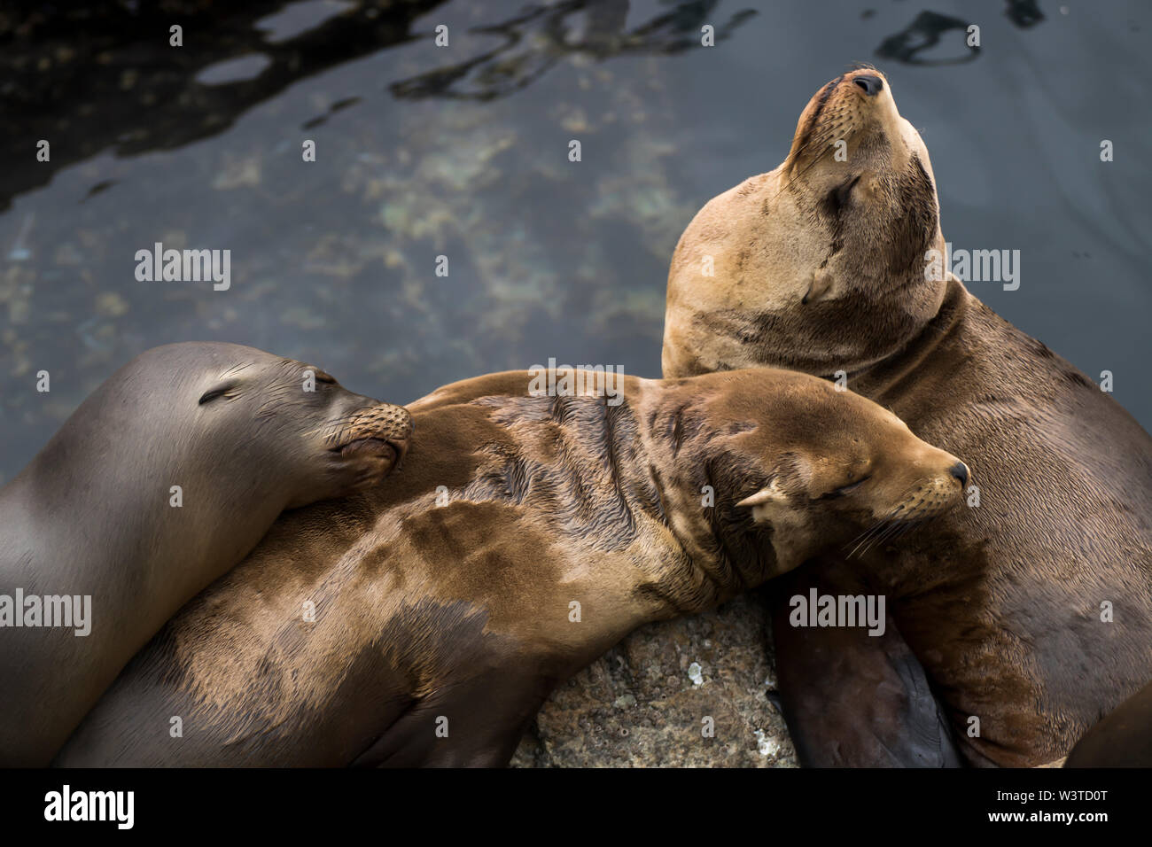 Group of three California sea lions sleeping on top of each other with water in background. Stock Photo