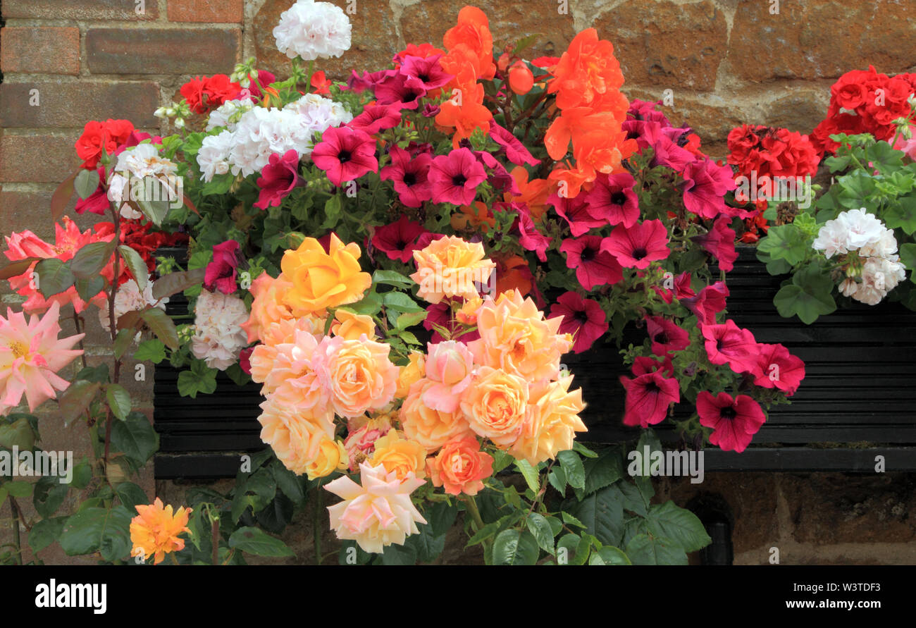 Container, trailing petunias, roses, wall mounted Stock Photo