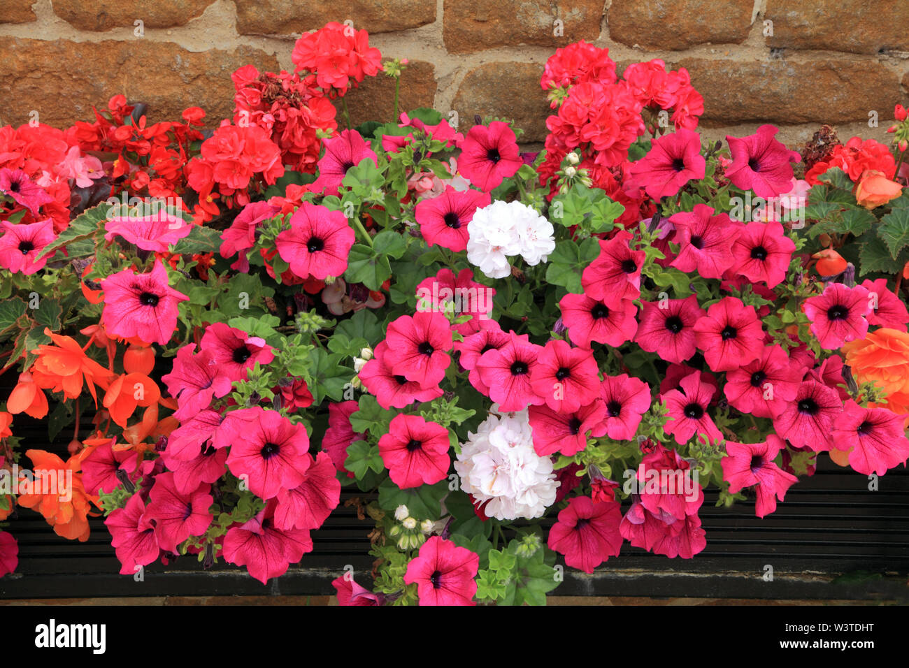 Wall Container, trailing geraniums, pink, purple, white, orange flowers Stock Photo