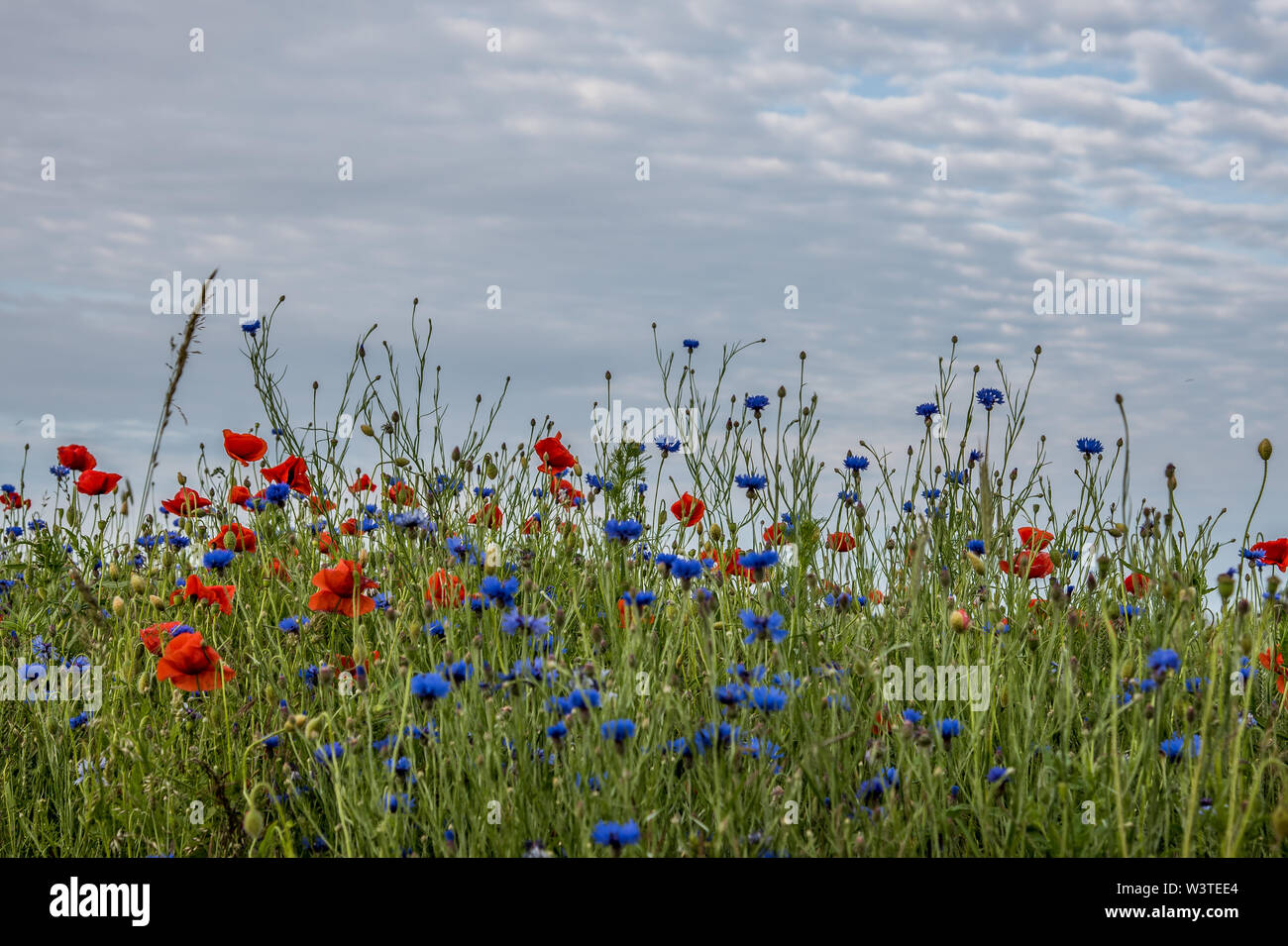 Corn grass weeds hi-res stock photography and images - Alamy