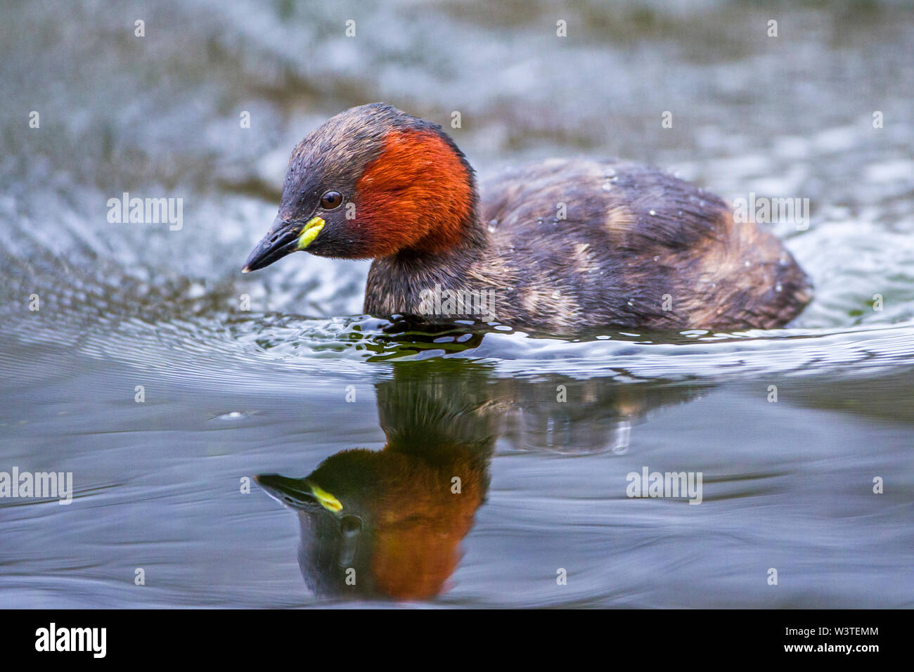 Little grebe, Zwergtaucher (Tachybaptus ruficollis) Stock Photo