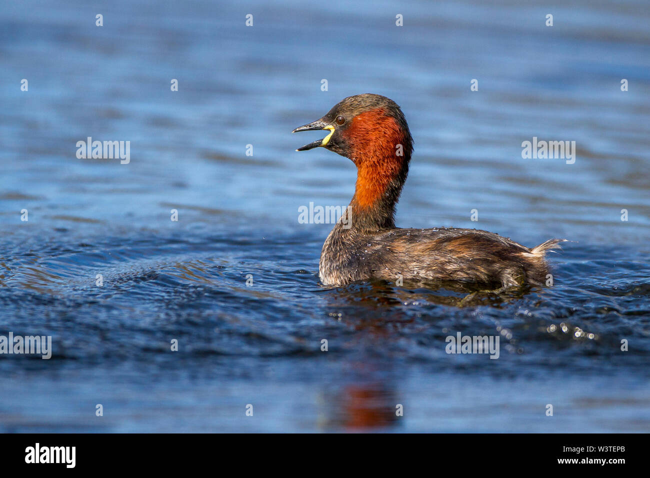 Little grebe, Zwergtaucher (Tachybaptus ruficollis) Stock Photo