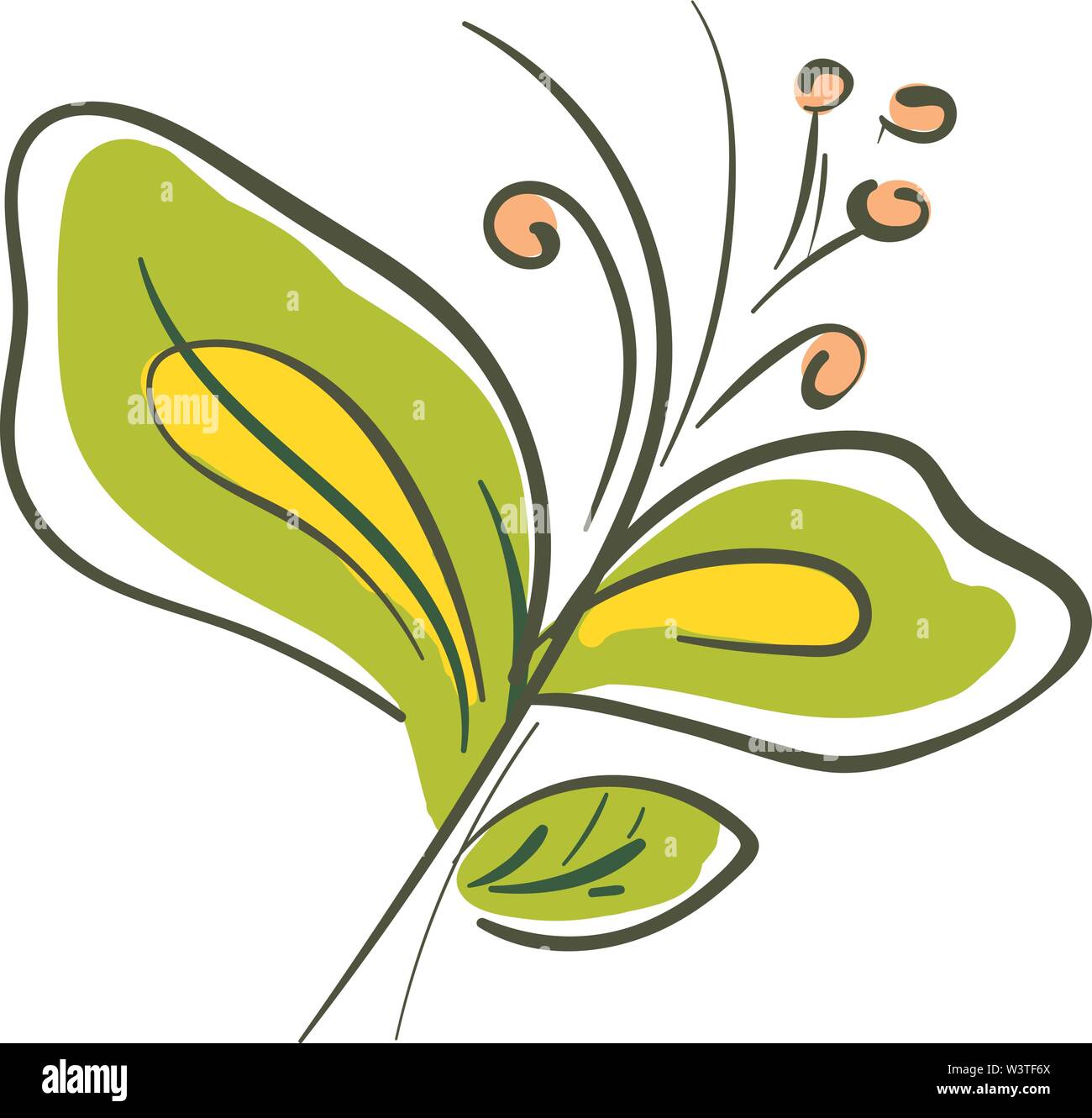 Oriental bittersweet illustration hires stock photography and images