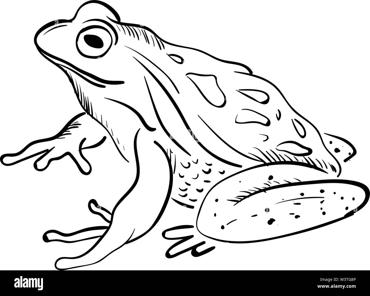 How to Draw a Realistic Frog