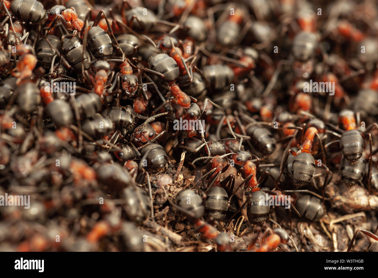 Ants colony Stock Photo