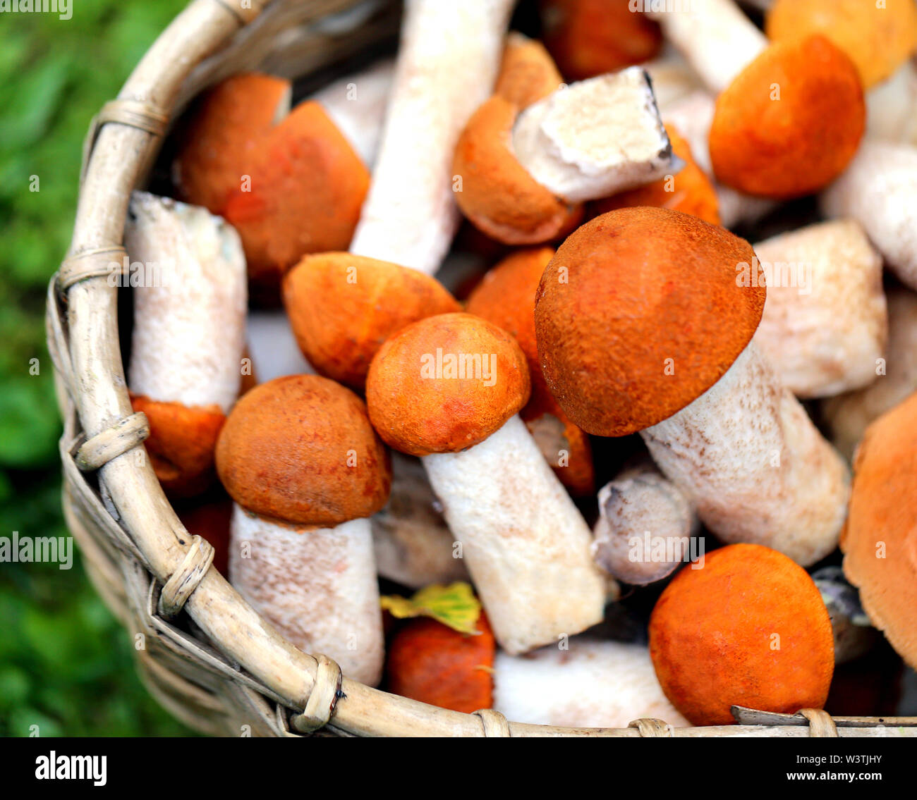Foraging finland foraging for mushrooms hires stock photography and