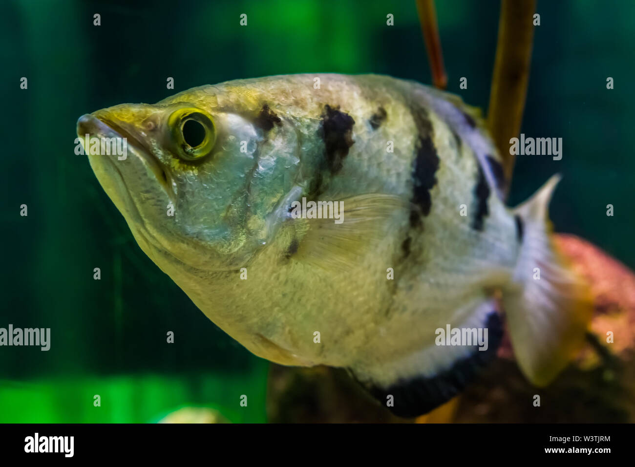 funny closeup of the face of a banded archer fish, Popular aquarium pet in aquaculture, tropical animal specie from the Indo-pacific ocean Stock Photo
