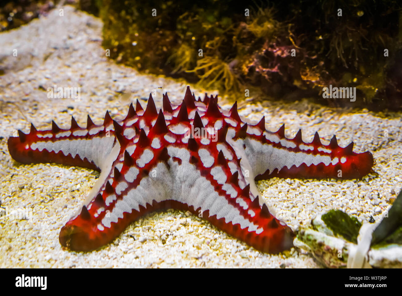 beautiful african red knob sea star in closeup, tropical starfish specie from the indo-pacific ocean Stock Photo
